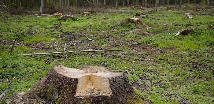 Вместо сельхозработ – вырубка леса: турочакское предприятие оштрафовали на 450 тыс. рублей