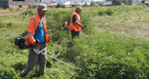 В Майминском районе проводятся рейды по уничтожению наркосодержащих растений