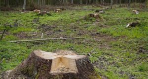 В Шебалинском районе «черный лесоруб» нарубил деревьев на десятки тысяч рублей
