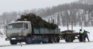 Задержан очередной «черный лесоруб», спиливший 111 елей