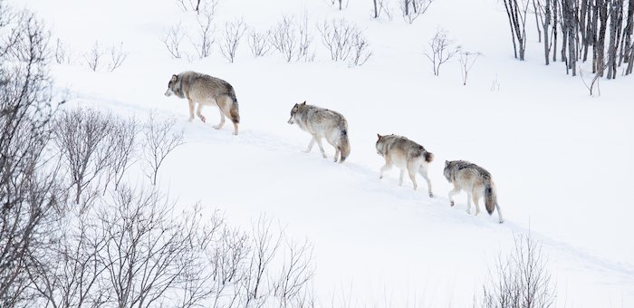497 волков добыли охотники-волчатники в 2019 году