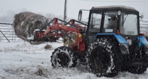 В Майминском районе зимовка скота проходит без осложнений