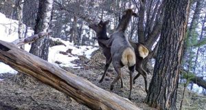 Маралы, медведи, рысь, косули и кабаны: новые кадры с фотоловушек