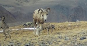 На Алтае начался окот аргали