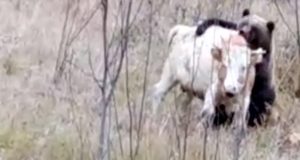 В Верх-Апшуяхте пришлось застрелить медведя, нападавшего на скот