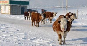 Закупочные цены на мясо с высокогорья могут вырасти