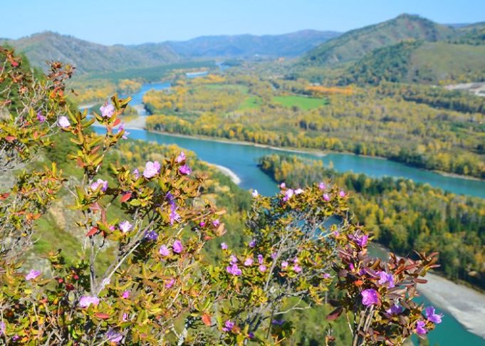 Маральник алтай фото крупным планом