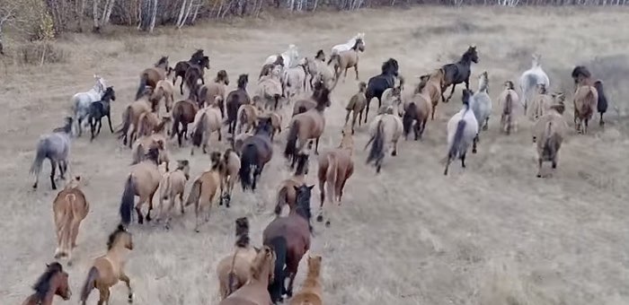 Трех тувинцев будут судить за кражу 22 лошадей в Кош-Агачском районе