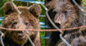 В Алтайском заповеднике выпустили в природу спасенных медвежат
