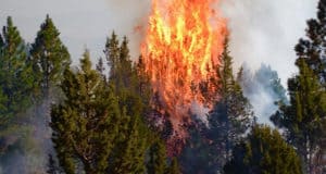 Штормовое предупреждение из-за высокой пожароопасности передано на Алтае