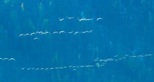Сотни лебедей летят через Алтай транзитом на зимовку