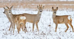 Житель Чойского района подозревается в незаконном убийстве четырех косуль