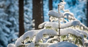 Прогноз погоды: в выходные дни на Алтае ожидается снегопад