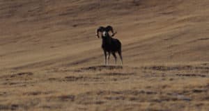 В Республике Алтай заметно увеличилась численность аргали