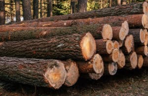 В Республике Алтай стали выявлять больше фактов незаконной рубки лесов