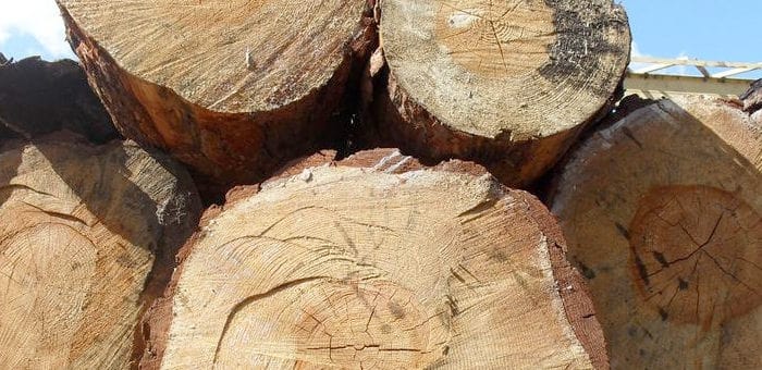 В Чойском районе сельчанин срубил и задавил грузовиком деревья на 363 тыс. рублей