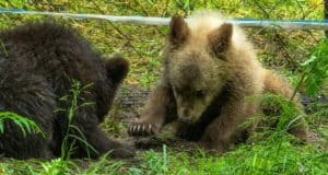 В Алтайском заповеднике выпустили в вольер медвежат-сирот