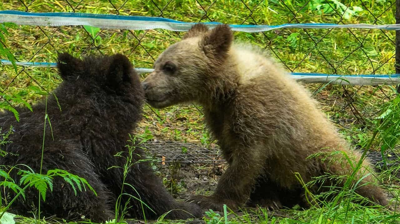 В Алтайском заповеднике выпустили в вольер медвежат-сирот 