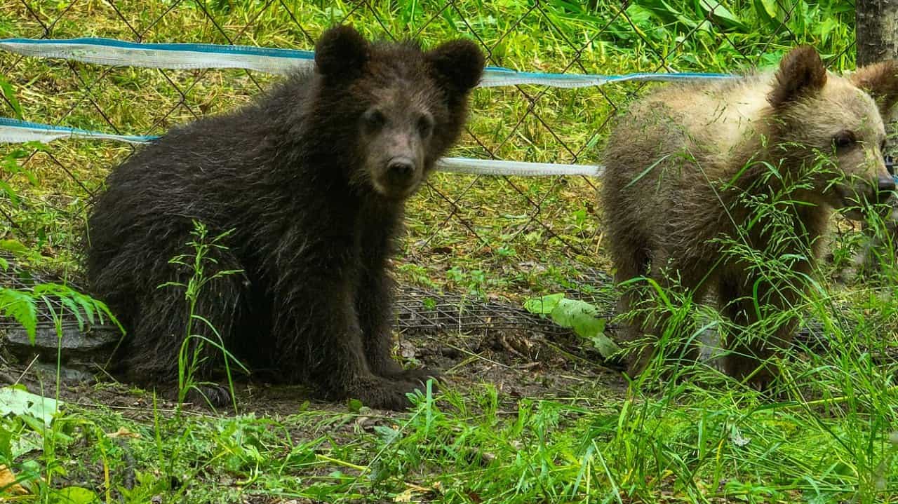 В Алтайском заповеднике выпустили в вольер медвежат-сирот 