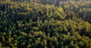 На Алтае с начала года восстановили более 700 га леса