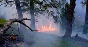 С начала года на Алтае произошло 62 лесных пожара