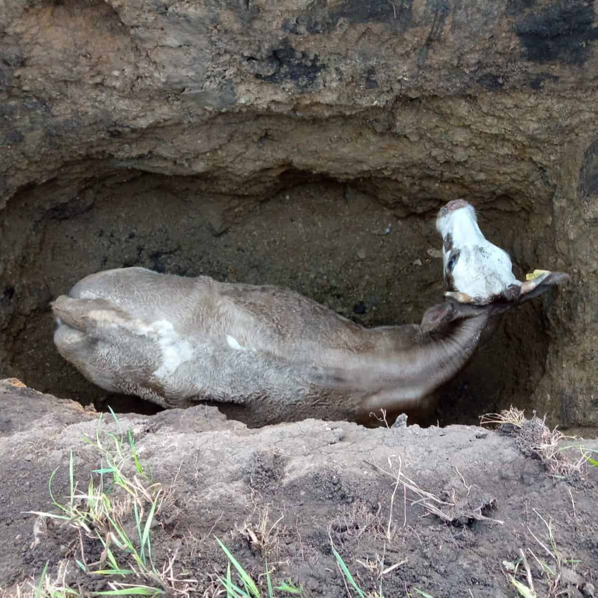 В Шебалино пожарные вытащили из ямы бодливую корову 