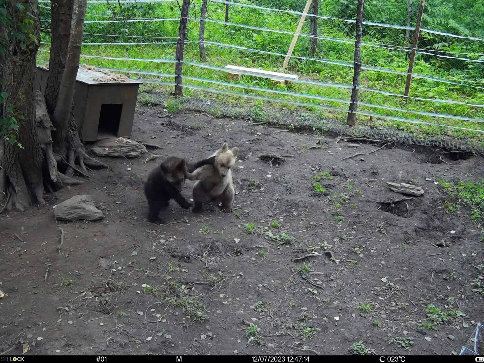 «Ведут себя прилично»: в Алтайском заповеднике продолжается реабилитация медвежат-сирот 