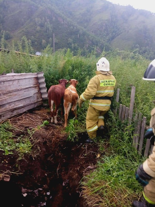 В Мыюте пожарные спасли телят, упавших в выгребную яму