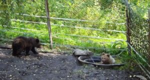 Медвежат-сирот Тишку и Тошу готовят к выпуску из приюта