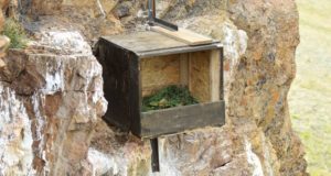 «Квартиры» для редких птиц появились на Алтае