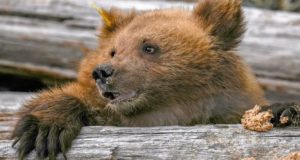 В Алтайском заповеднике выпустили на свободу медвежат-сирот