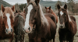 Табун лошадей из Республики Алтай задержали на границе с Казахстаном