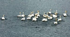 На Телецком озере заметили малых лебедей