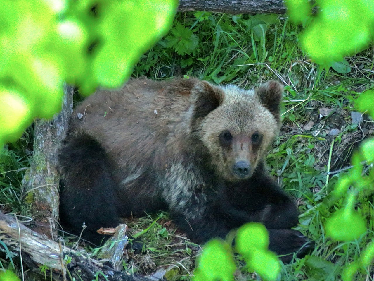 Медвежью трапезу засняли в Алтайском заповеднике 