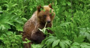 Медвежью трапезу засняли в Алтайском заповеднике