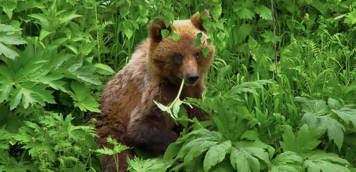 Медвежью трапезу засняли в Алтайском заповеднике