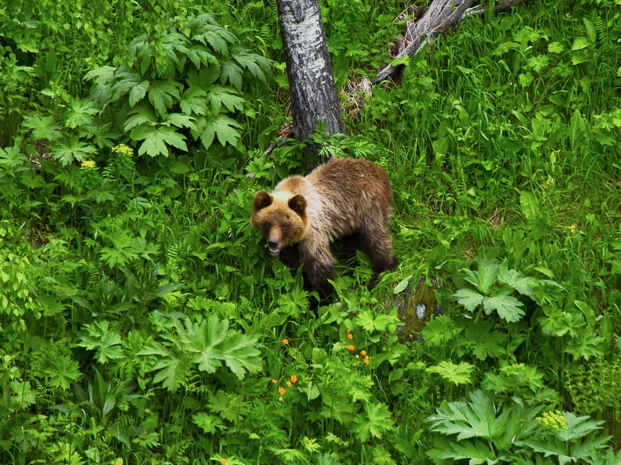Медвежью трапезу засняли в Алтайском заповеднике 