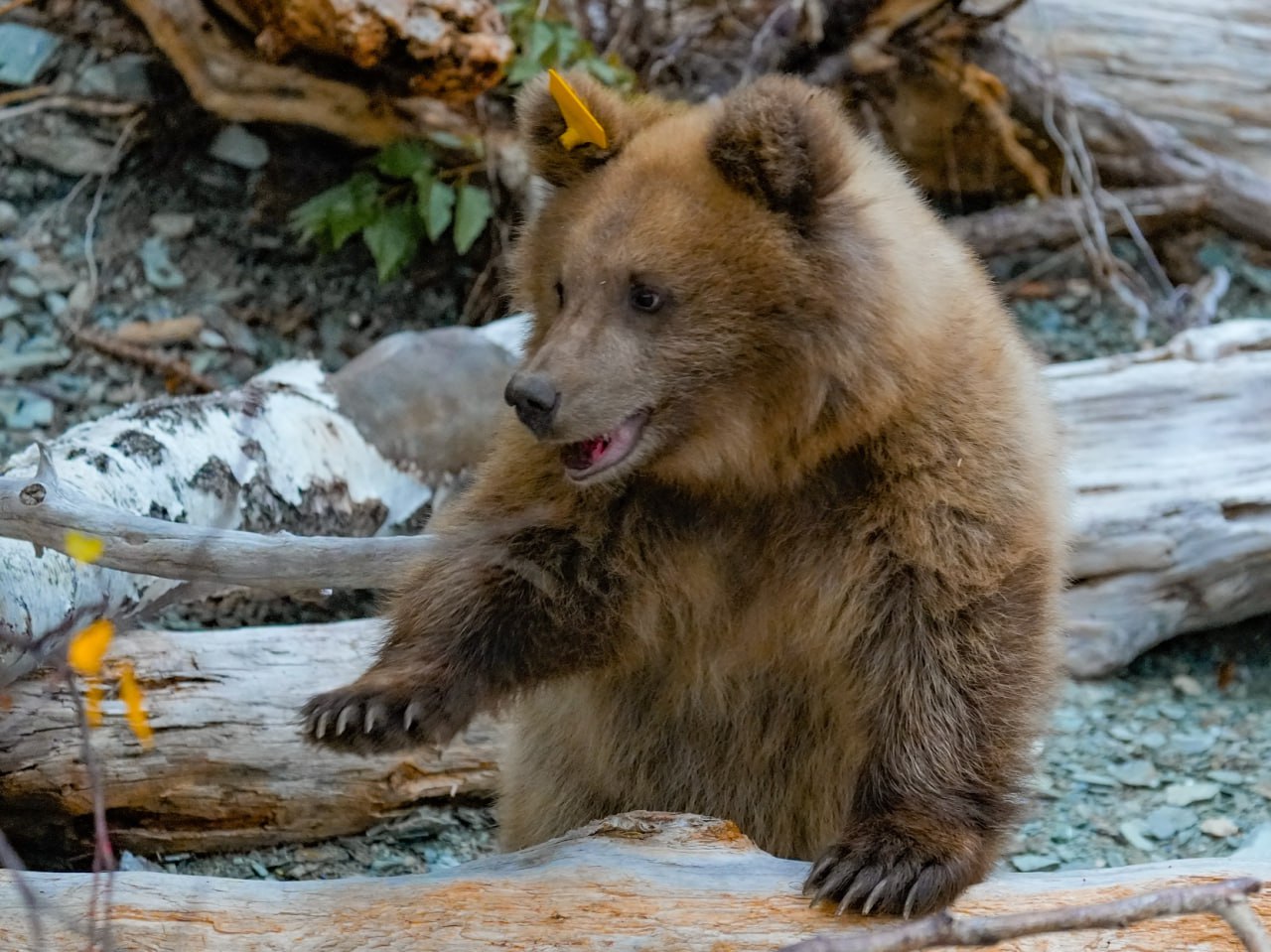 Спасенный медвежонок-сирота из Алтайского заповедника полностью освоился в дикой природе 