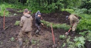 Лесовосстановительные работы продолжаются на Алтае