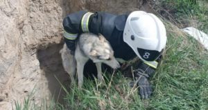 В Онгудае спасли собаку, упавшую в яму на стройке