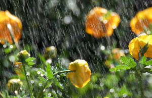 Жаркую погоду с дождями и грозами прогнозируют синоптики