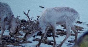 В Алтайском заповеднике обнаружили новое место зимовки северного оленя