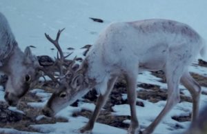 В Алтайском заповеднике обнаружили новое место зимовки северного оленя