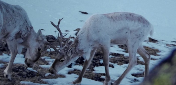 В Алтайском заповеднике обнаружили новое место зимовки северного оленя
