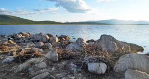 Большие бакланы на озере Джулукуль остались без птенцов