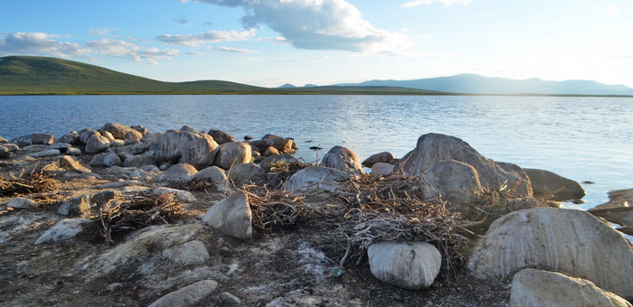 Большие бакланы на озере Джулукуль остались без птенцов