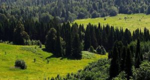 Лес на Алтае обработают от непарного шелкопряда