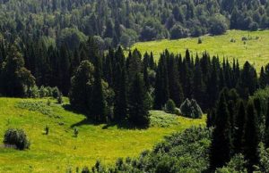Лес на Алтае обработают от непарного шелкопряда