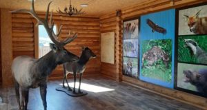 В Верх-Уймоне открылся музей пантового оленеводства