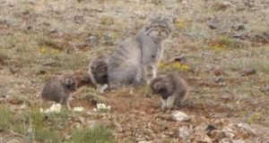 Самку манула с четырьмя котятами сняли на видео в Сайлюгемском нацпарке